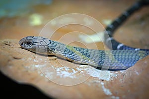 King cobra photo