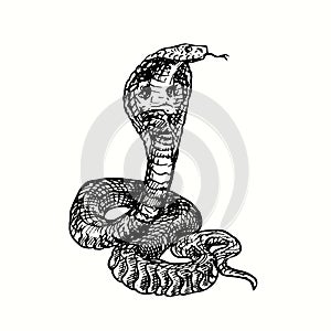 The king cobra Ophiophagus hannah. Ink black and white doodle drawing