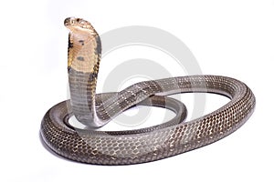 King cobra, Ophiophagus hannah