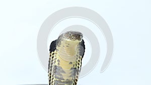 King Cobra (Ophiophagus hannah), a poisonous snake native to southern Asia isolated on white background
