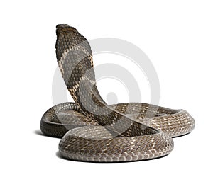 King cobra - Ophiophagus hannah, poisonous, white background