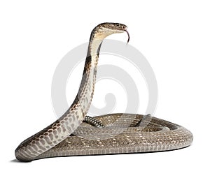 King cobra - Ophiophagus hannah, poisonous, white background photo