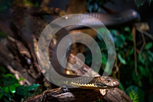 King Cobra, Ophiophagus hannah, snake reptile in the nature forest habitat. Cobra on the tree, close-up portrait, Java island in
