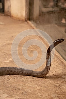 The King Cobra or Ophiophagus hannah standing with hood and looking towards the mirror