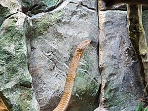 King Cobra Ophiophagus hannah standing up