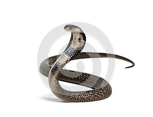 King cobra, Ophiophagus hannah, venomous snake against white