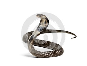 King cobra, Ophiophagus hannah, venomous snake against white photo