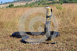 King cobra, Ophiophagus hannah is a venomous snake species of elapids endemic to jungles in Southern and Southeast Asia