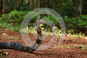 King cobra, Ophiophagus hannah is a venomous snake species of elapids endemic to jungles in Southern and Southeast Asia
