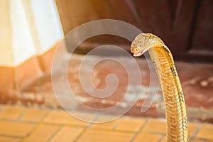 King cobra (Ophiophagus hannah) the world\'s largest venomous snake. King cobras are impressively venomous, large snakes native to