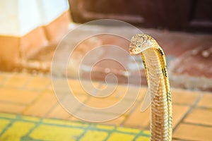 King cobra (Ophiophagus hannah) the world\'s largest venomous snake. King cobras are impressively venomous, large snakes native to