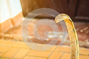 King cobra (Ophiophagus hannah) the world\'s largest venomous snake. King cobras are impressively venomous, large snakes native to