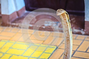 King cobra (Ophiophagus hannah) the world\'s largest venomous snake. King cobras are impressively venomous, large snakes native to