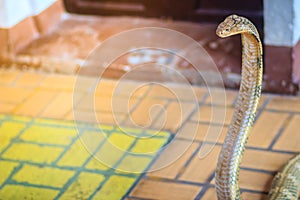 King cobra (Ophiophagus hannah) the world\'s largest venomous snake. King cobras are impressively venomous, large snakes native to