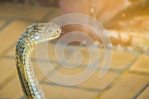 King cobra (Ophiophagus hannah) the world\'s largest venomous snake. King cobras are impressively venomous, large snakes native to