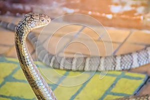 King cobra (Ophiophagus hannah) the world\'s largest venomous snake. King cobras are impressively venomous, large snakes native to