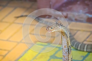 King cobra (Ophiophagus hannah) the world\'s largest venomous snake. King cobras are impressively venomous, large snakes native to