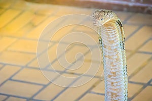 King cobra (Ophiophagus hannah) the world\'s largest venomous snake. King cobras are impressively venomous, large snakes native to