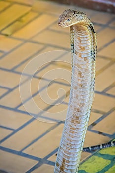 King cobra (Ophiophagus hannah) the world\'s largest venomous snake. King cobras are impressively venomous, large snakes native to