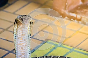 King cobra (Ophiophagus hannah) the world\'s largest venomous snake. King cobras are impressively venomous, large snakes native to