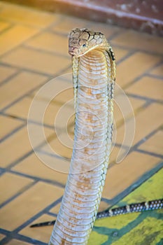 King cobra (Ophiophagus hannah) the world\'s largest venomous snake. King cobras are impressively venomous, large snakes native to