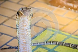 King cobra (Ophiophagus hannah) the world\'s largest venomous snake. King cobras are impressively venomous, large snakes native to