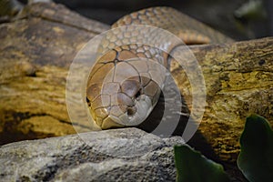 King Cobra at ZSL London Zoo photo