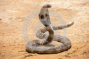 The King Cobra on sand.