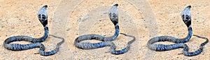 The King Cobra on sand