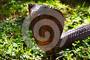 King cobra. Snake