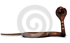 King cobra snake