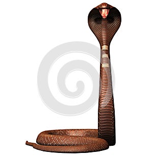 King cobra snake photo