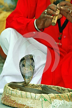 King cobra snake