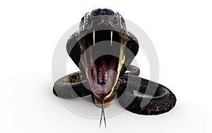King Cobra Snake Attack with Clipping Path