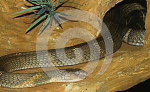 king cobra snake in cave