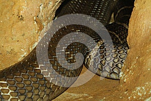 king cobra snake in cave