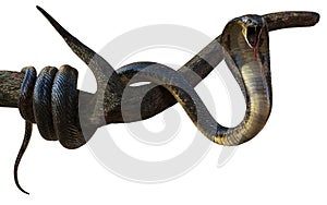 King Cobra Snake with Cliping Path