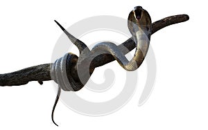 King Cobra Snake with Cliping Path