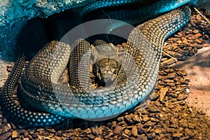 King cobra snake in the jungle