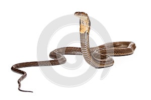 King Cobra Snake Looking to the Side photo