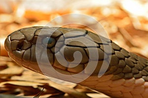 King cobra snake Ophiophagus Hannah