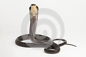 King Cobra snake (Ophiophagus hannah), a poisonous snake native to southern Asia isolated on white background