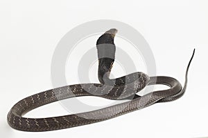 King Cobra snake (Ophiophagus hannah), a poisonous snake native to southern Asia isolated on white background