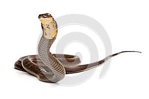 King Cobra Snake Ready to Strike photo