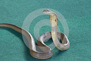 King cobra