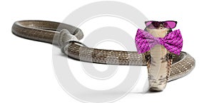 king cobra wearing glasses and a bow tie