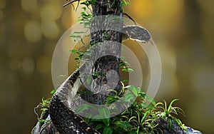 King cobraOphiophagus hannahor big black snake coiling around tree with clipping path.