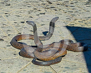 King cobras in Jemaa el-Fnaa square and market place in Marrakesh`s medina quarter in Morocco. photo