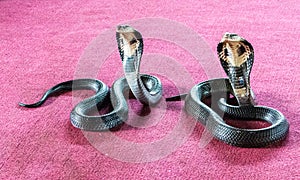 King cobras