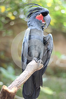 The king cockatoo or Probosciger aterrimus is a large black cockatoo, has red cheek skin and a large black beak.
